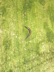 Newzealandia