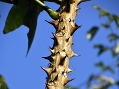 Erythrina livingstoniana
