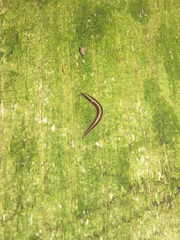 Newzealandia