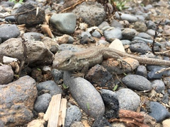 Gallotia galloti galloti