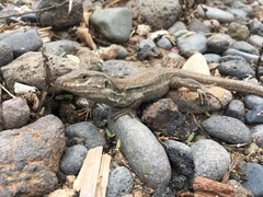 Gallotia galloti galloti