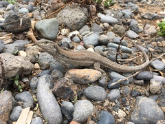 Gallotia galloti galloti