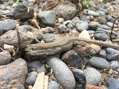 Gallotia galloti galloti