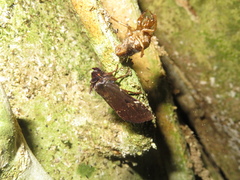 Austramathes purpurea