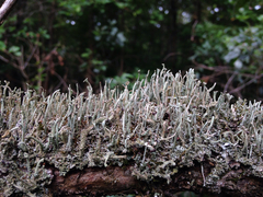 Cladonia rei