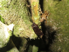 Austramathes purpurea