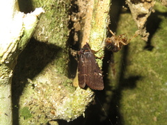 Austramathes purpurea