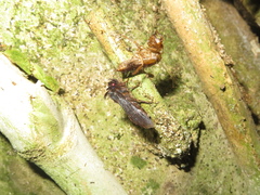 Austramathes purpurea