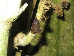 Austramathes purpurea