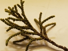 Lepidothamnus intermedius