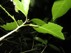 Austramathes purpurea