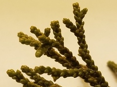 Lepidothamnus intermedius