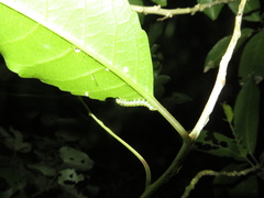 Austramathes purpurea