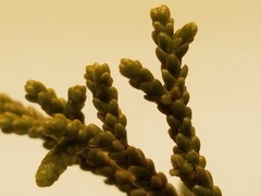 Lepidothamnus intermedius