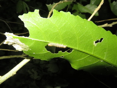 Austramathes purpurea