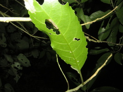 Austramathes purpurea