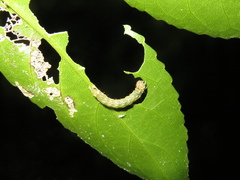 Austramathes purpurea