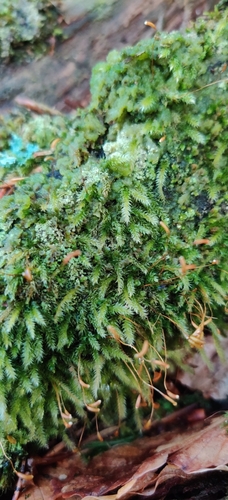 Image of Herzogiella seligeri by (c) Ondřej Křivan, some rights reserved (CC BY)