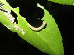 Austramathes purpurea