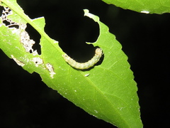 Austramathes purpurea