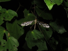 Leptotarsus binotatus