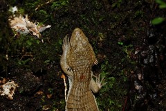 Abronia lythrochila