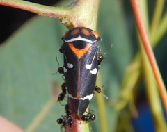 Eurymeloides pulchra