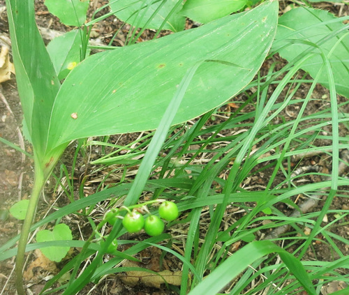 Image of Asian Lily-Of-The-Valley (Convallaria keiskei) by (c) Repina Tatyana, some rights reserved (CC BY)