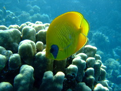 Chaetodon semilarvatus