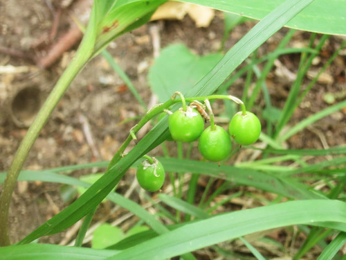 Image of Asian Lily-Of-The-Valley (Convallaria keiskei) by (c) Repina Tatyana, some rights reserved (CC BY)