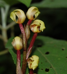 Govenia liliacea