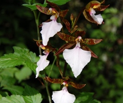 Rhynchostele bictoniensis
