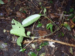 Melicytus ramiflorus ramiflorus