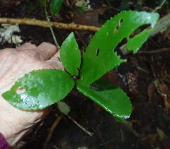 Melicytus ramiflorus ramiflorus