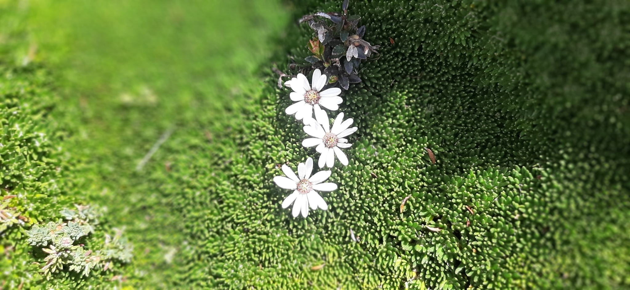 Werneria humilis image