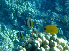 Chaetodon semilarvatus