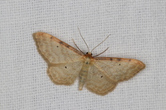 Idaea humiliata