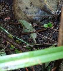 Melicytus ramiflorus ramiflorus
