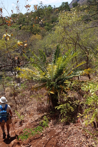 Encephalartos gratus, photograph 2