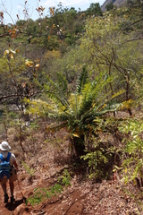 Encephalartos gratus, photograph (c) Tony Rebelo, some rights reserved (CC BY-SA)