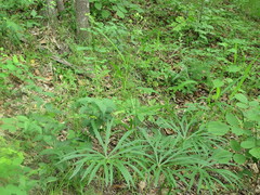 Syneilesis aconitifolia