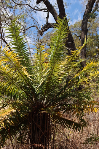 Image of Encephalartos gratus by (c) Tony Rebelo, some rights reserved (CC BY-SA)