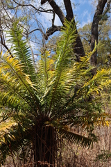 Encephalartos gratus, photograph (c) Tony Rebelo, some rights reserved (CC BY-SA)