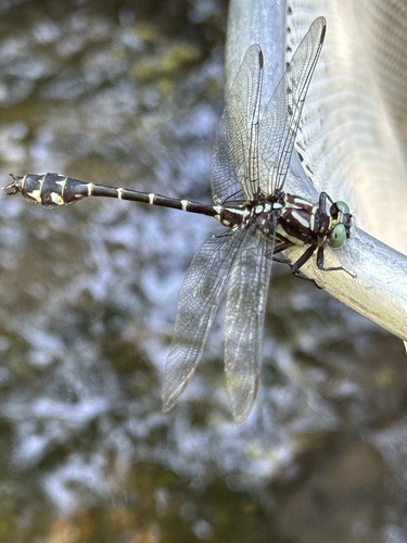 Zebra Clubtail photo 5