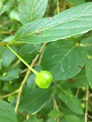 Lonicera alpigena