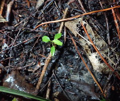 Melicytus ramiflorus ramiflorus