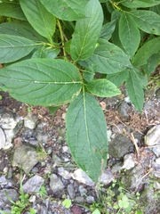 Lonicera alpigena