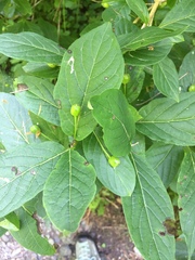 Lonicera alpigena