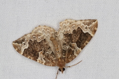 Eulithis prunata