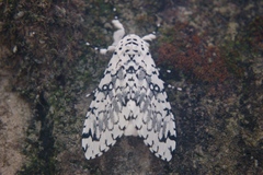 Lichnoptera decora